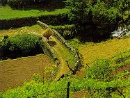 campo.jpg (9143 bytes)